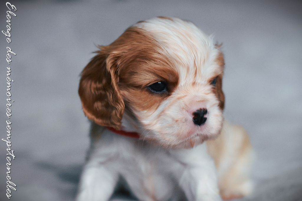 des Mémoires Sempiternelles - Chiot disponible  - Cavalier King Charles Spaniel