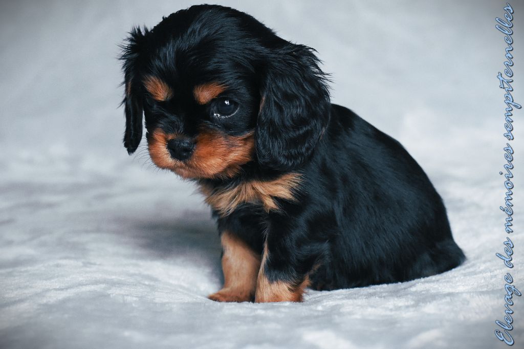 des Mémoires Sempiternelles - Chiot disponible  - Cavalier King Charles Spaniel