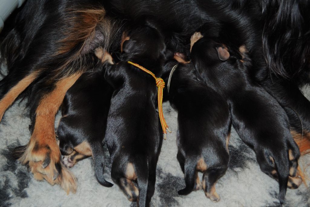 des Mémoires Sempiternelles - Cavalier King Charles Spaniel - Portée née le 23/10/2020