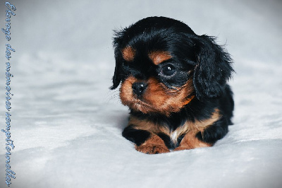 des Mémoires Sempiternelles - Cavalier King Charles Spaniel - Portée née le 10/12/2024