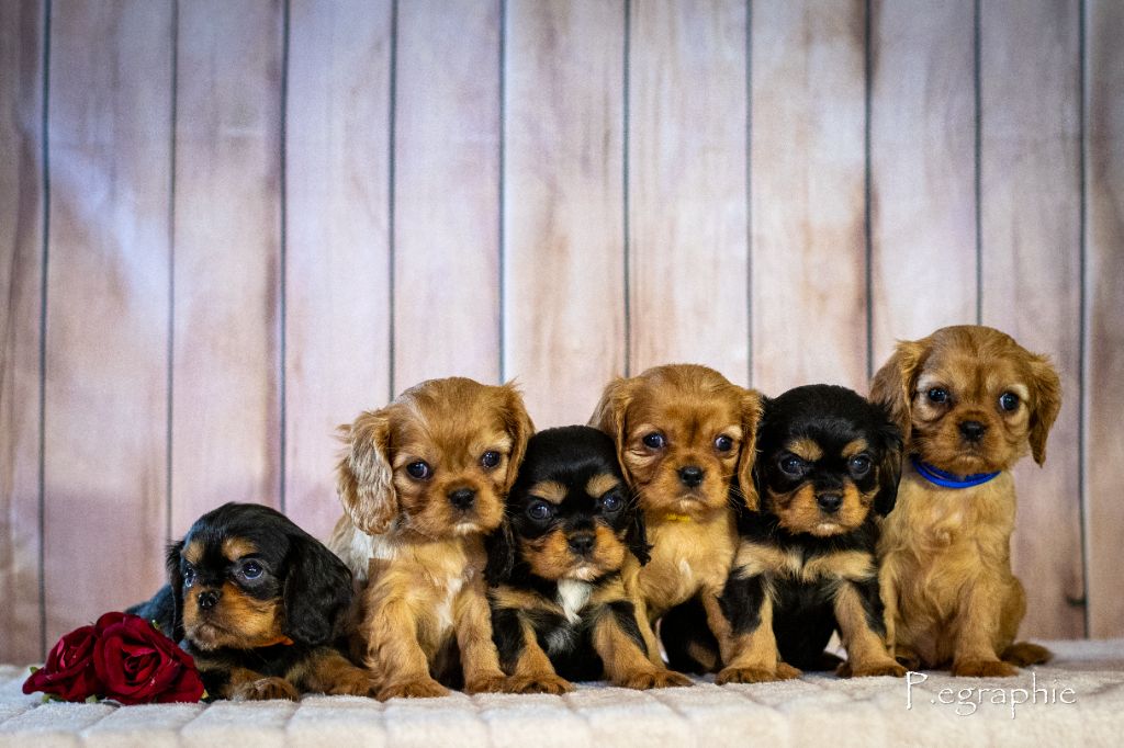 chiot Cavalier King Charles Spaniel des Mémoires Sempiternelles