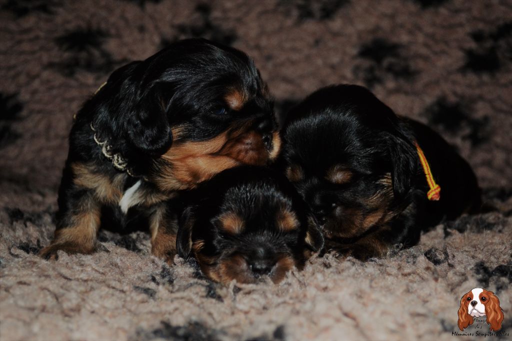 des Mémoires Sempiternelles - Cavalier King Charles Spaniel - Portée née le 28/12/2021