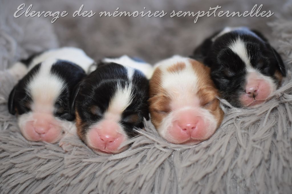 chiot Cavalier King Charles Spaniel des Mémoires Sempiternelles