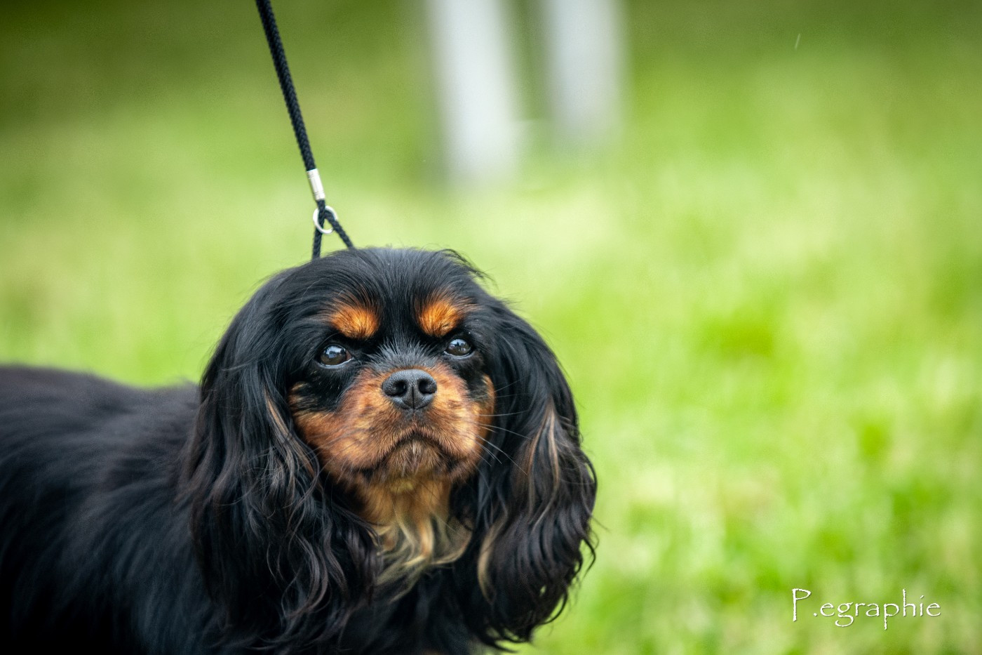 Unité d'élite des Mémoires Sempiternelles