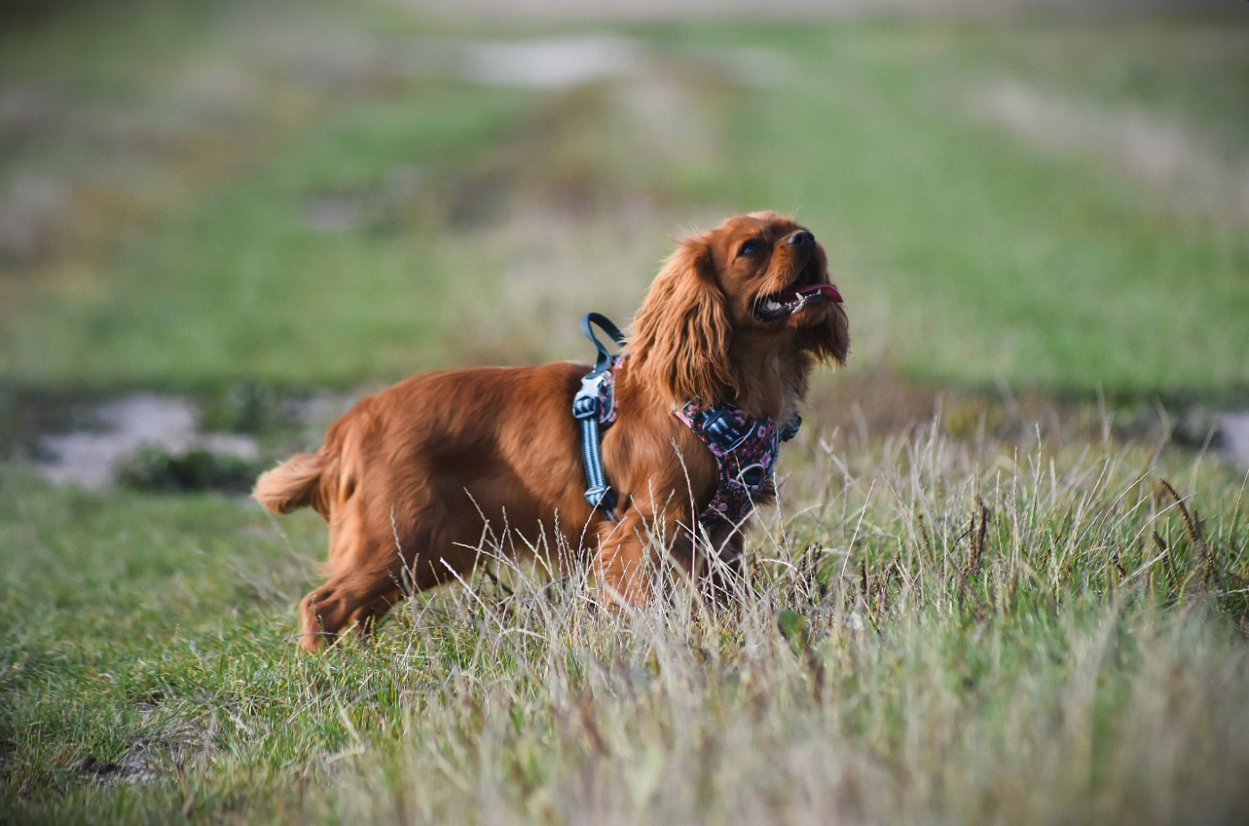 Very addictive des Mémoires Sempiternelles