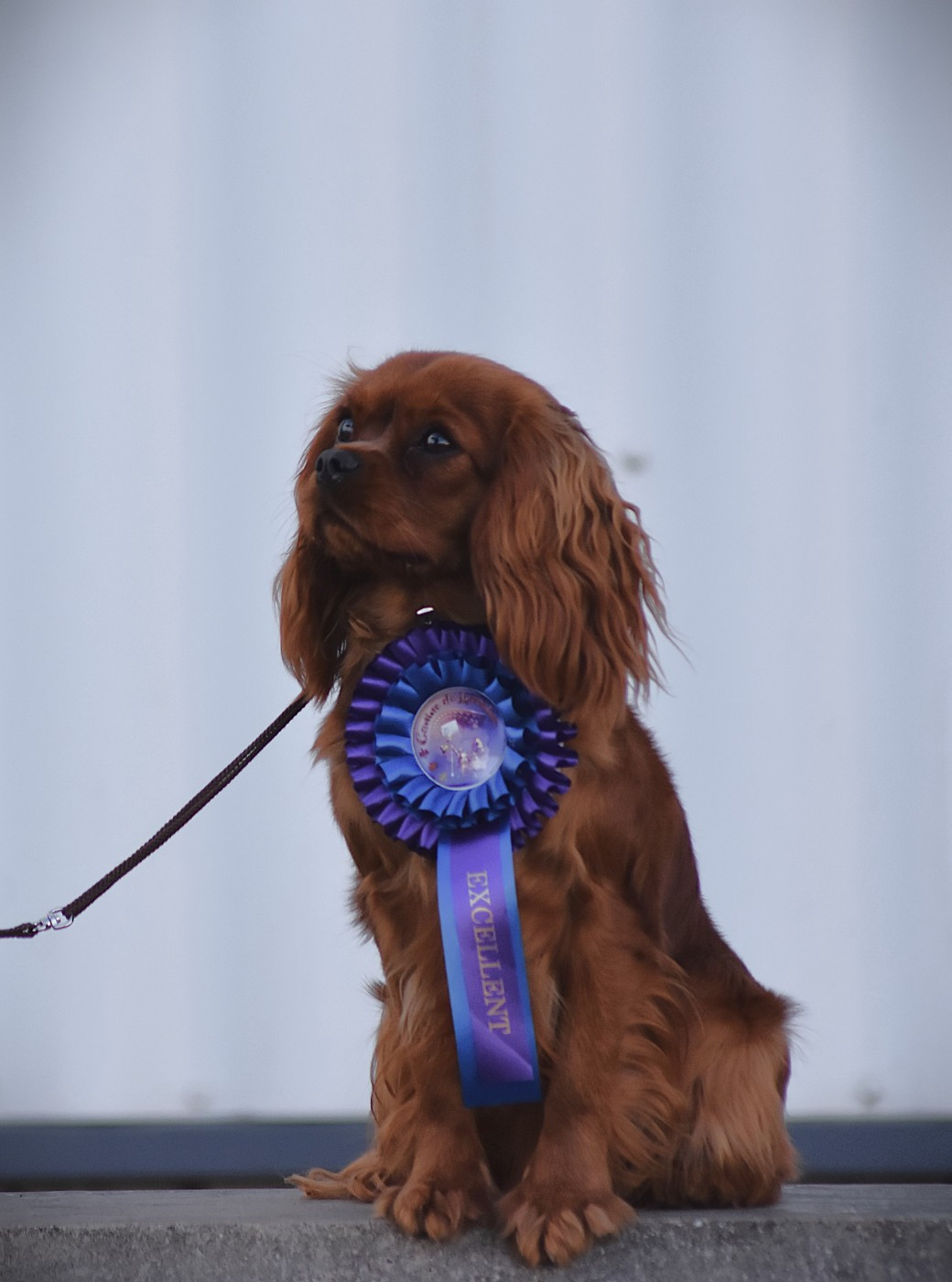 Very addictive des Mémoires Sempiternelles