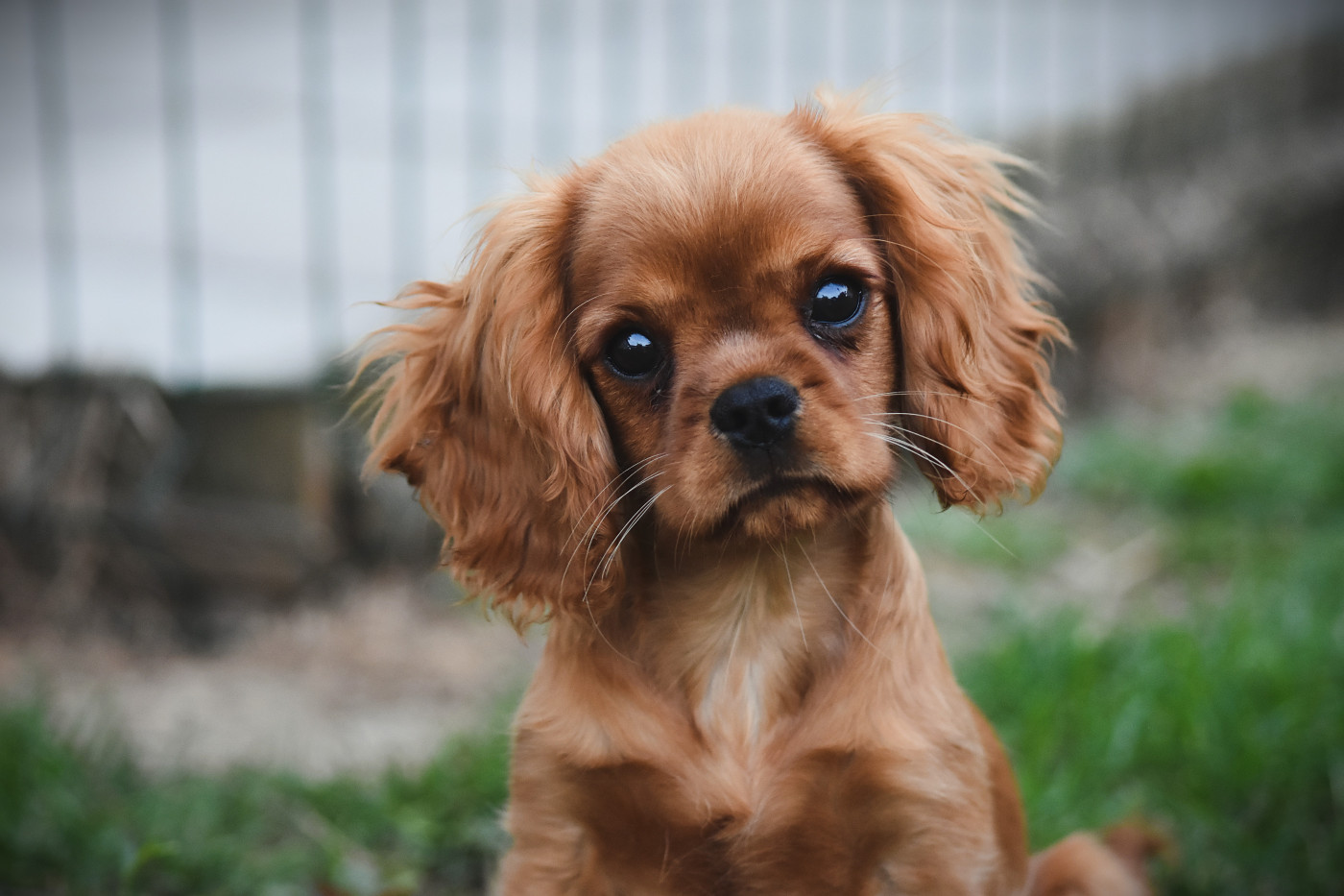 des Mémoires Sempiternelles