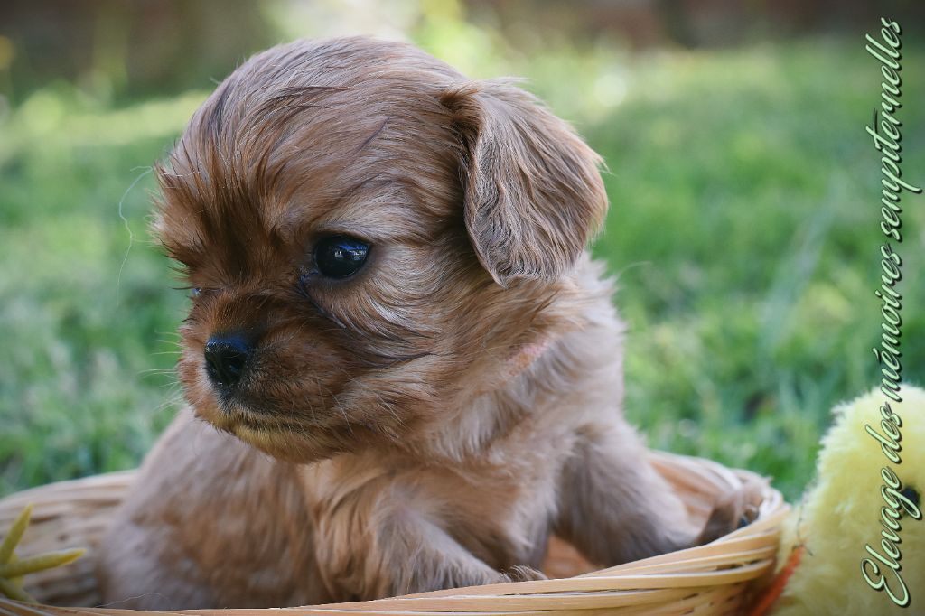 des Mémoires Sempiternelles - Chiots disponibles - Cavalier King Charles Spaniel