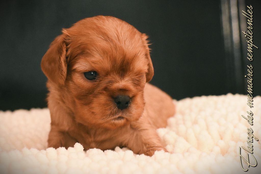 des Mémoires Sempiternelles - Chiots disponibles - Cavalier King Charles Spaniel
