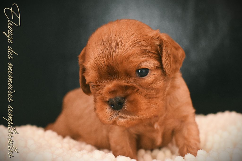 des Mémoires Sempiternelles - Chiots disponibles - Cavalier King Charles Spaniel
