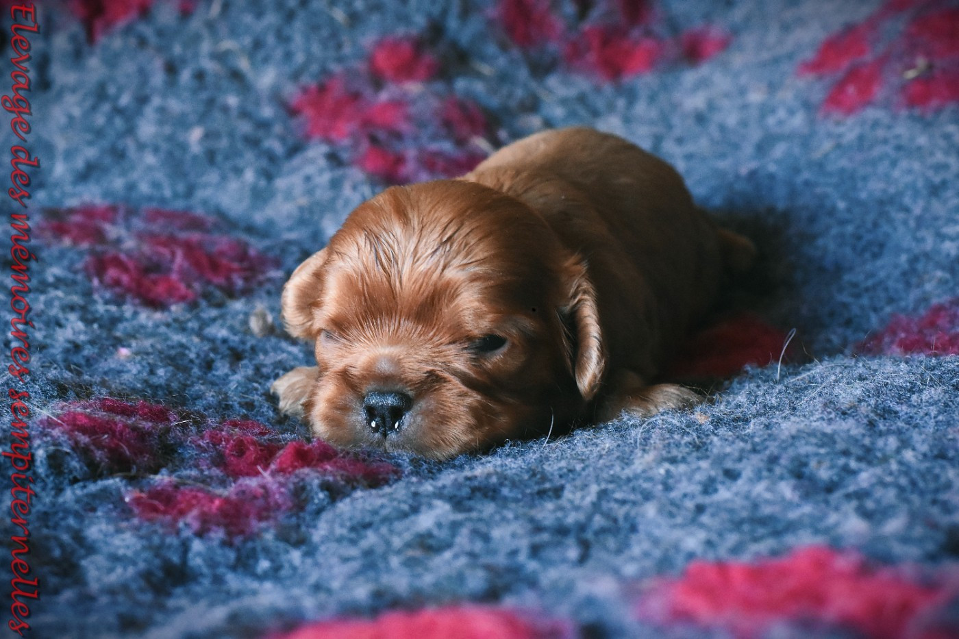 des Mémoires Sempiternelles - Chiots disponibles - Cavalier King Charles Spaniel