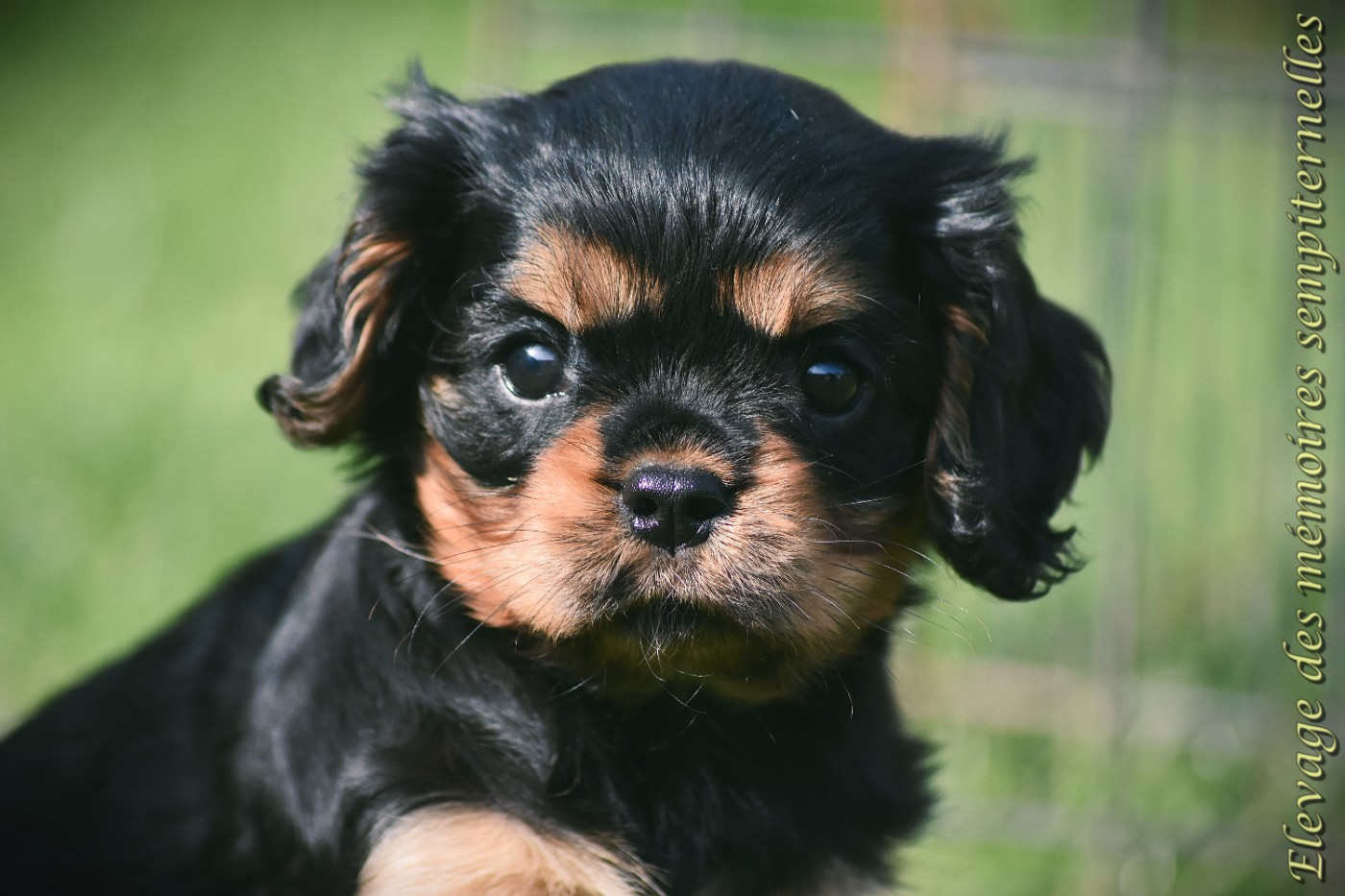 des Mémoires Sempiternelles - Cavalier King Charles Spaniel - Portée née le 17/01/2026
