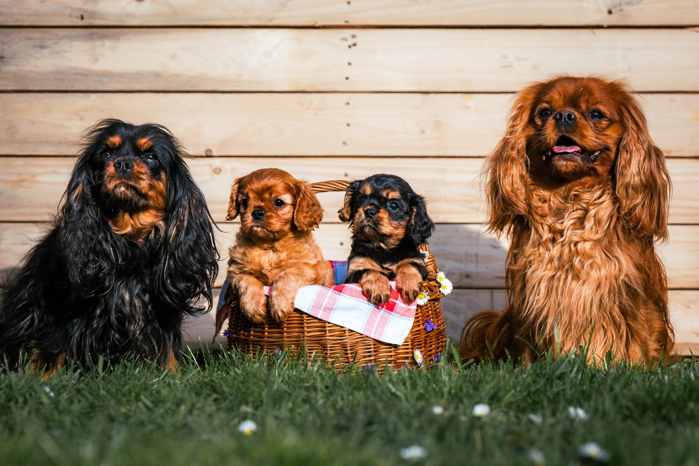 des Mémoires Sempiternelles - Cavalier King Charles Spaniel - Portée née le 17/01/2026