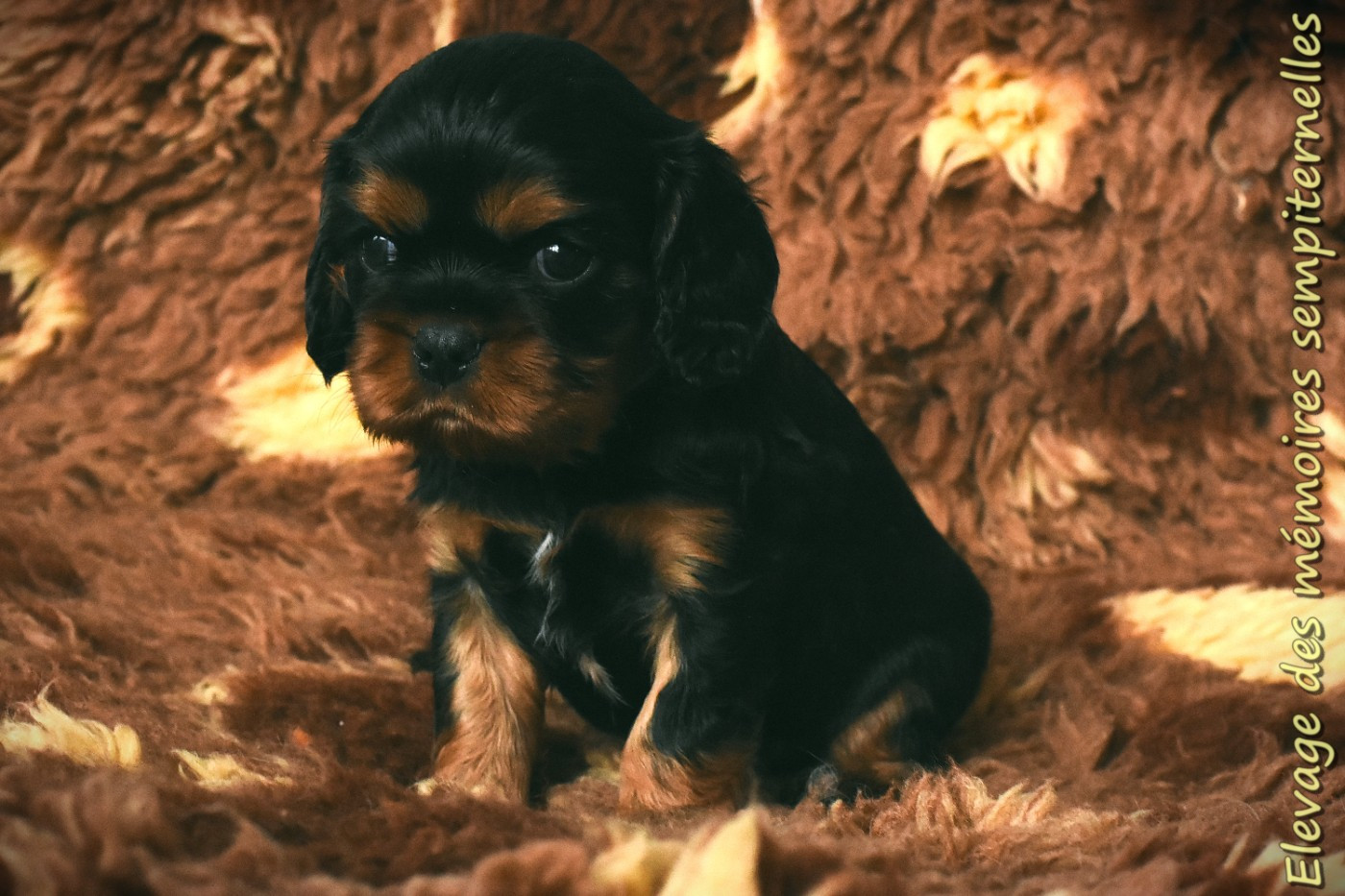 des Mémoires Sempiternelles - Chiots disponibles - Cavalier King Charles Spaniel
