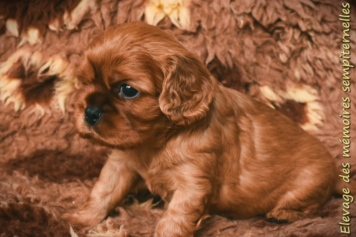 des Mémoires Sempiternelles - Chiots disponibles - Cavalier King Charles Spaniel