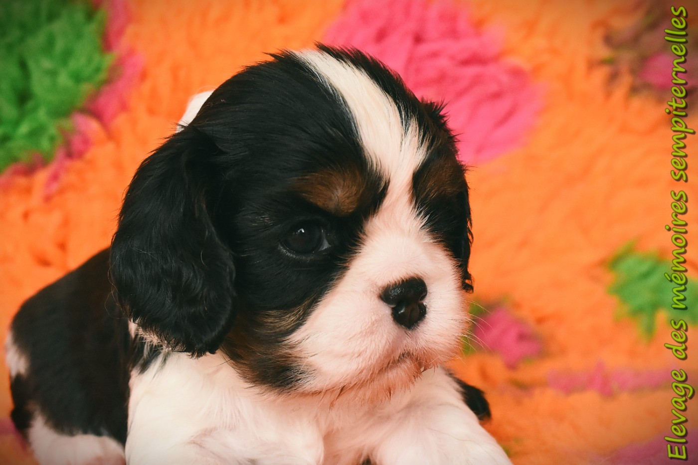 des Mémoires Sempiternelles - Chiots disponibles - Cavalier King Charles Spaniel
