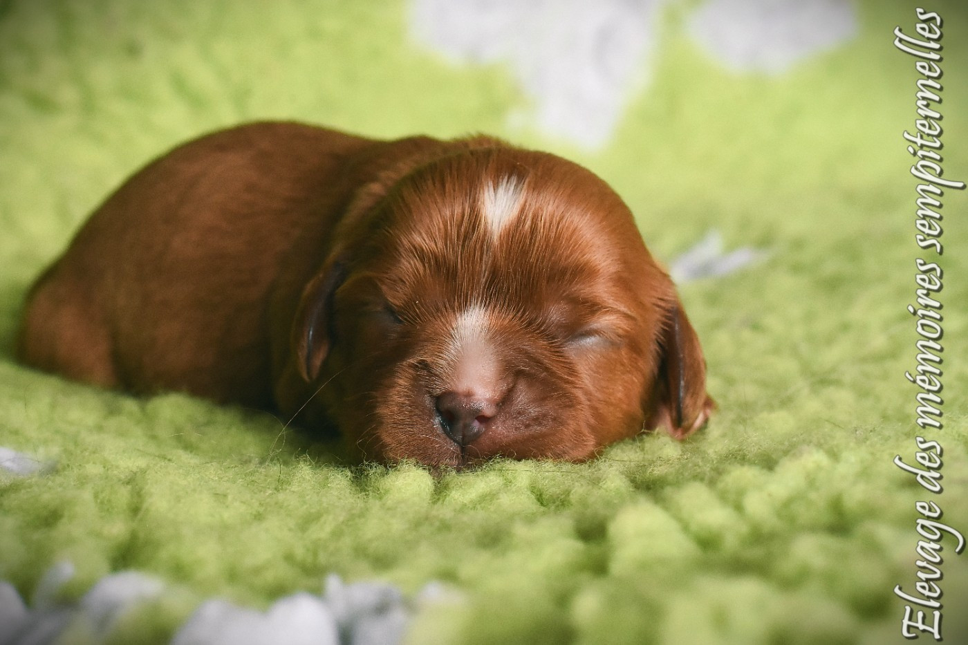 des Mémoires Sempiternelles - Chiots disponibles - Cavalier King Charles Spaniel