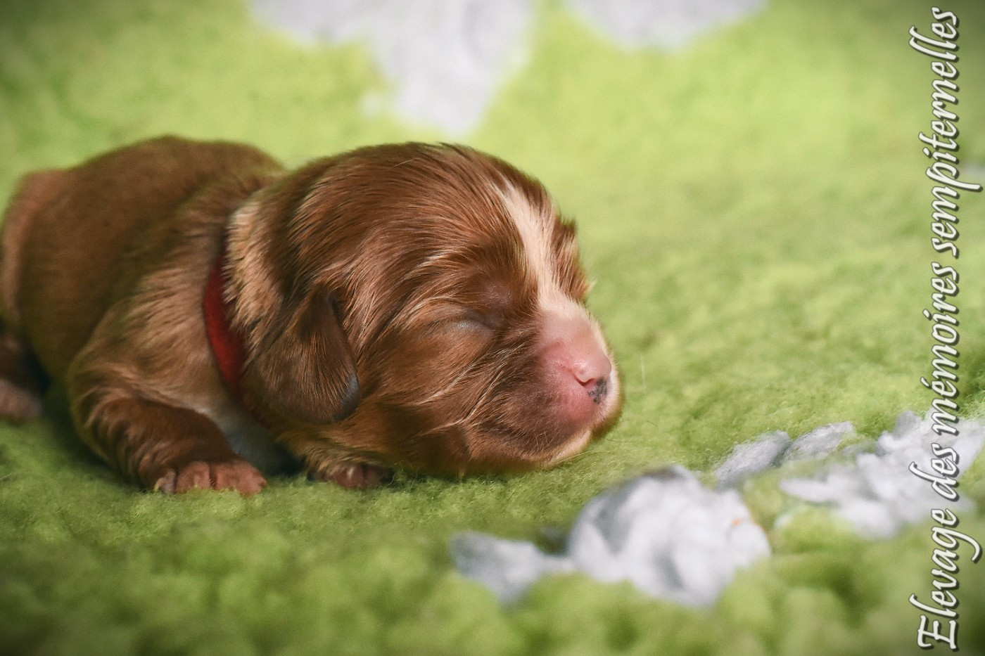 des Mémoires Sempiternelles - Chiots disponibles - Cavalier King Charles Spaniel