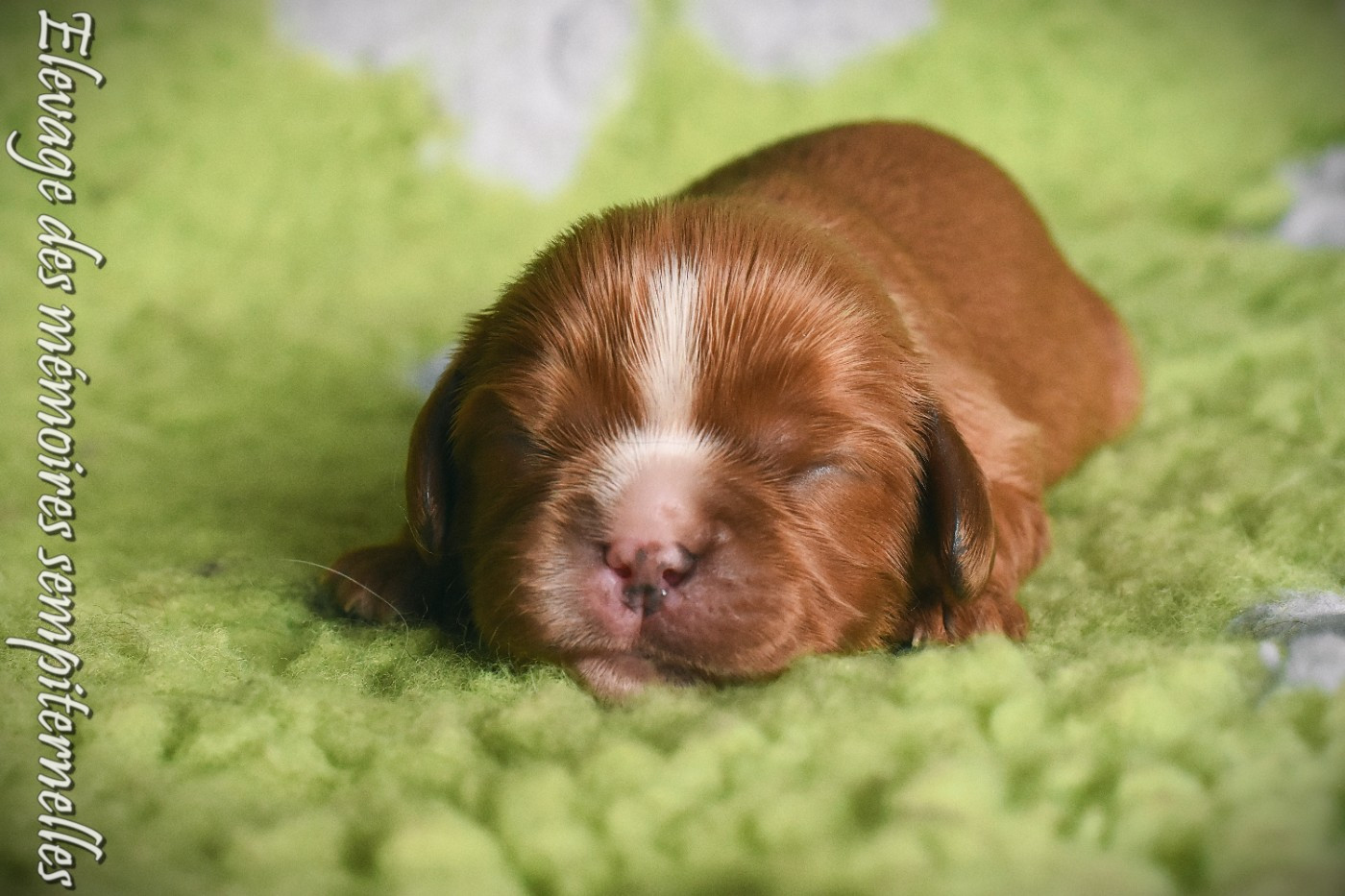 des Mémoires Sempiternelles - Chiots disponibles - Cavalier King Charles Spaniel