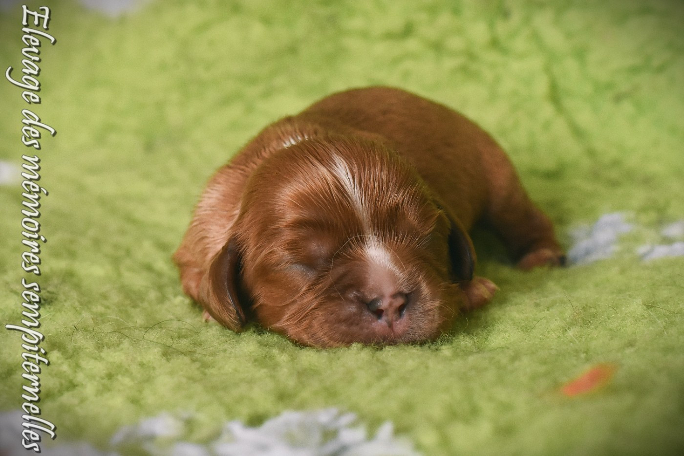 des Mémoires Sempiternelles - Chiots disponibles - Cavalier King Charles Spaniel