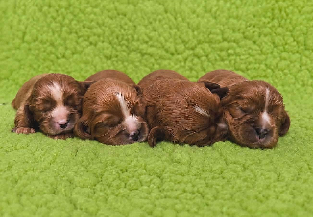 Chiot Cavalier King Charles Spaniel des Mémoires Sempiternelles