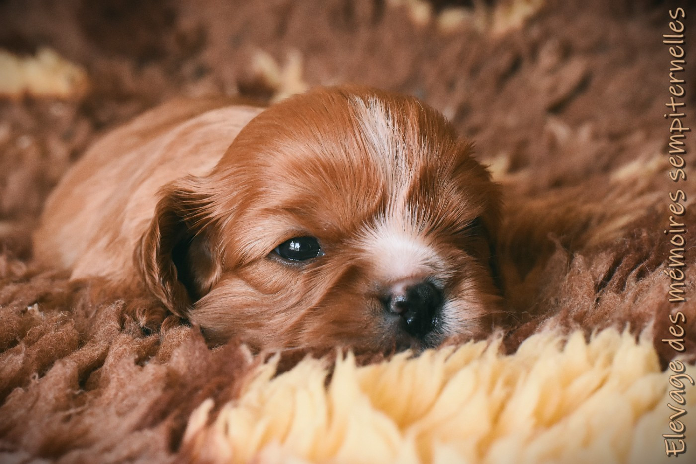 des Mémoires Sempiternelles - Chiots disponibles - Cavalier King Charles Spaniel