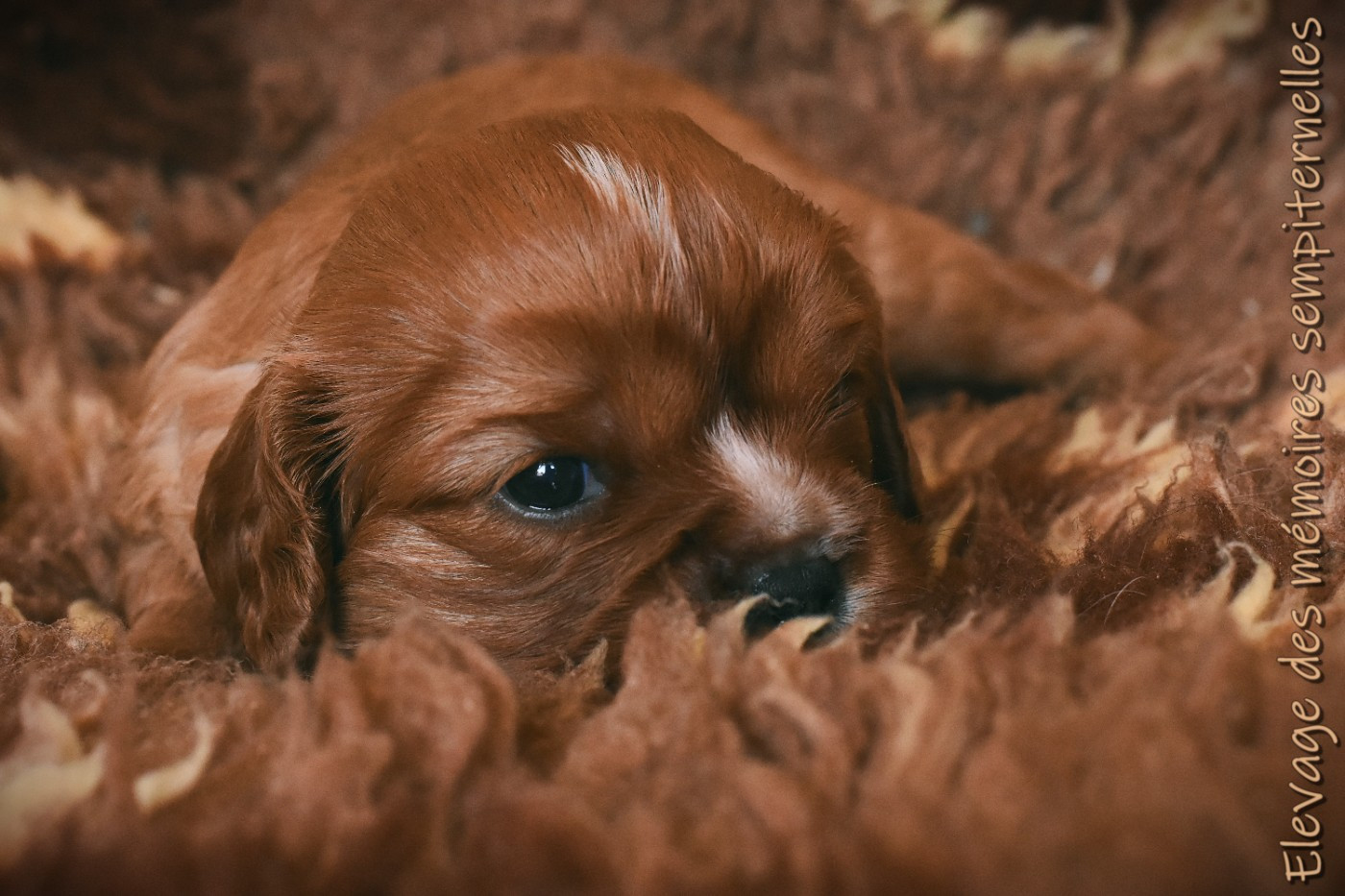 des Mémoires Sempiternelles - Chiots disponibles - Cavalier King Charles Spaniel