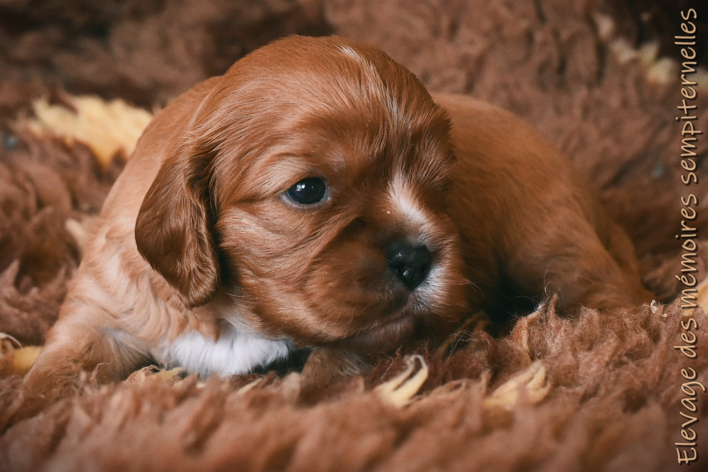 des Mémoires Sempiternelles - Chiots disponibles - Cavalier King Charles Spaniel