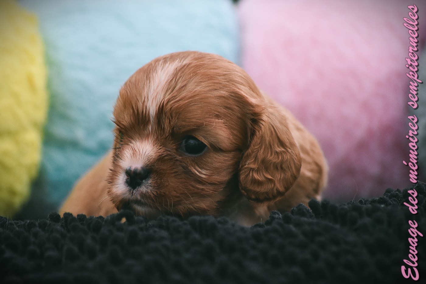 des Mémoires Sempiternelles - Chiots disponibles - Cavalier King Charles Spaniel