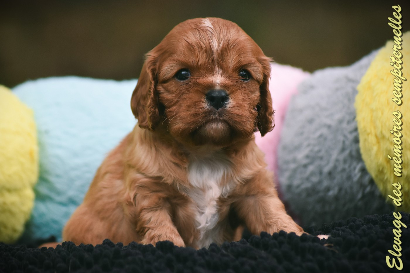 des Mémoires Sempiternelles - Chiots disponibles - Cavalier King Charles Spaniel