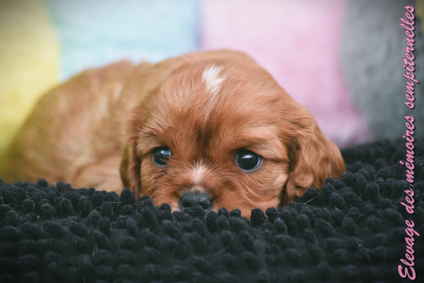 des Mémoires Sempiternelles - Chiots disponibles - Cavalier King Charles Spaniel