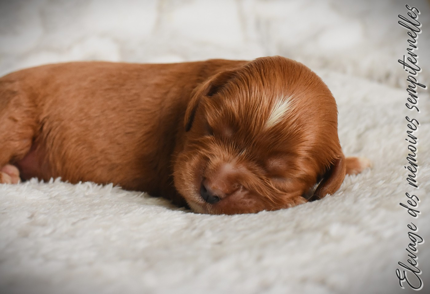 des Mémoires Sempiternelles - Chiots disponibles - Cavalier King Charles Spaniel