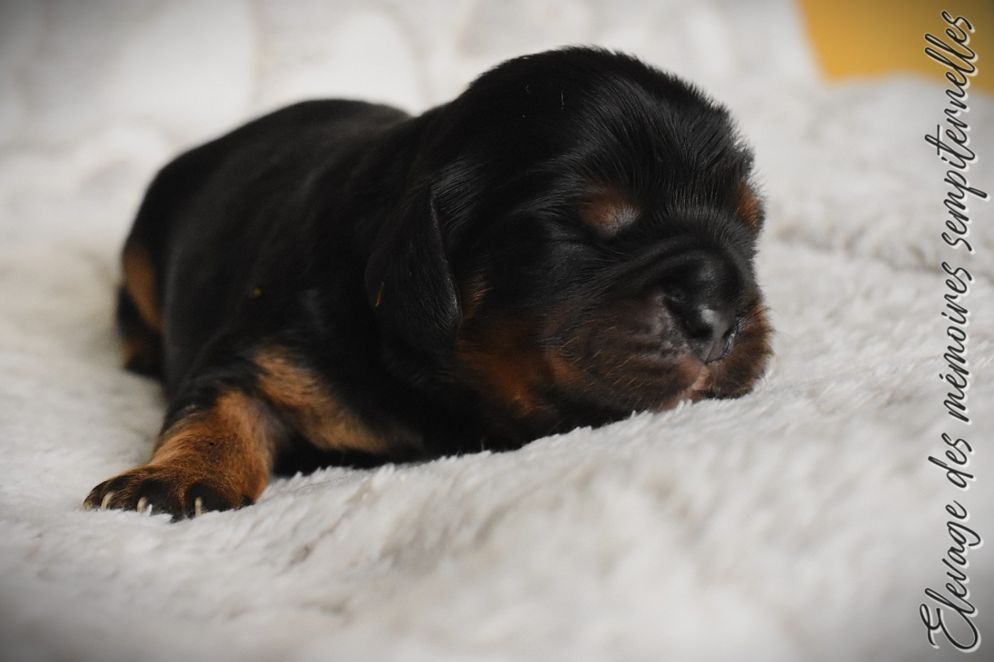 des Mémoires Sempiternelles - Chiots disponibles - Cavalier King Charles Spaniel