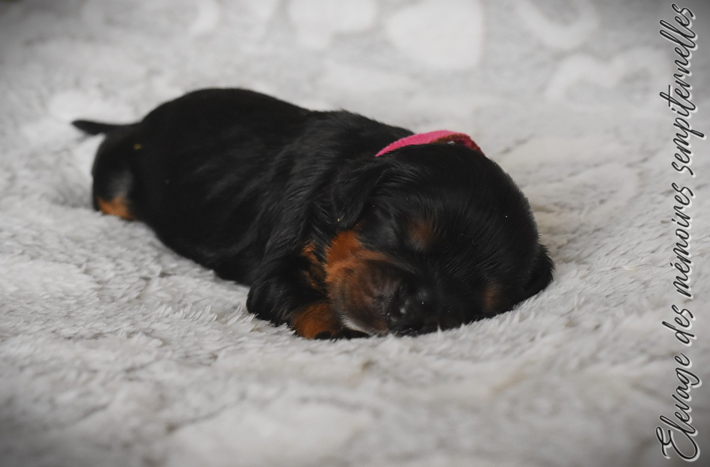 des Mémoires Sempiternelles - Chiots disponibles - Cavalier King Charles Spaniel
