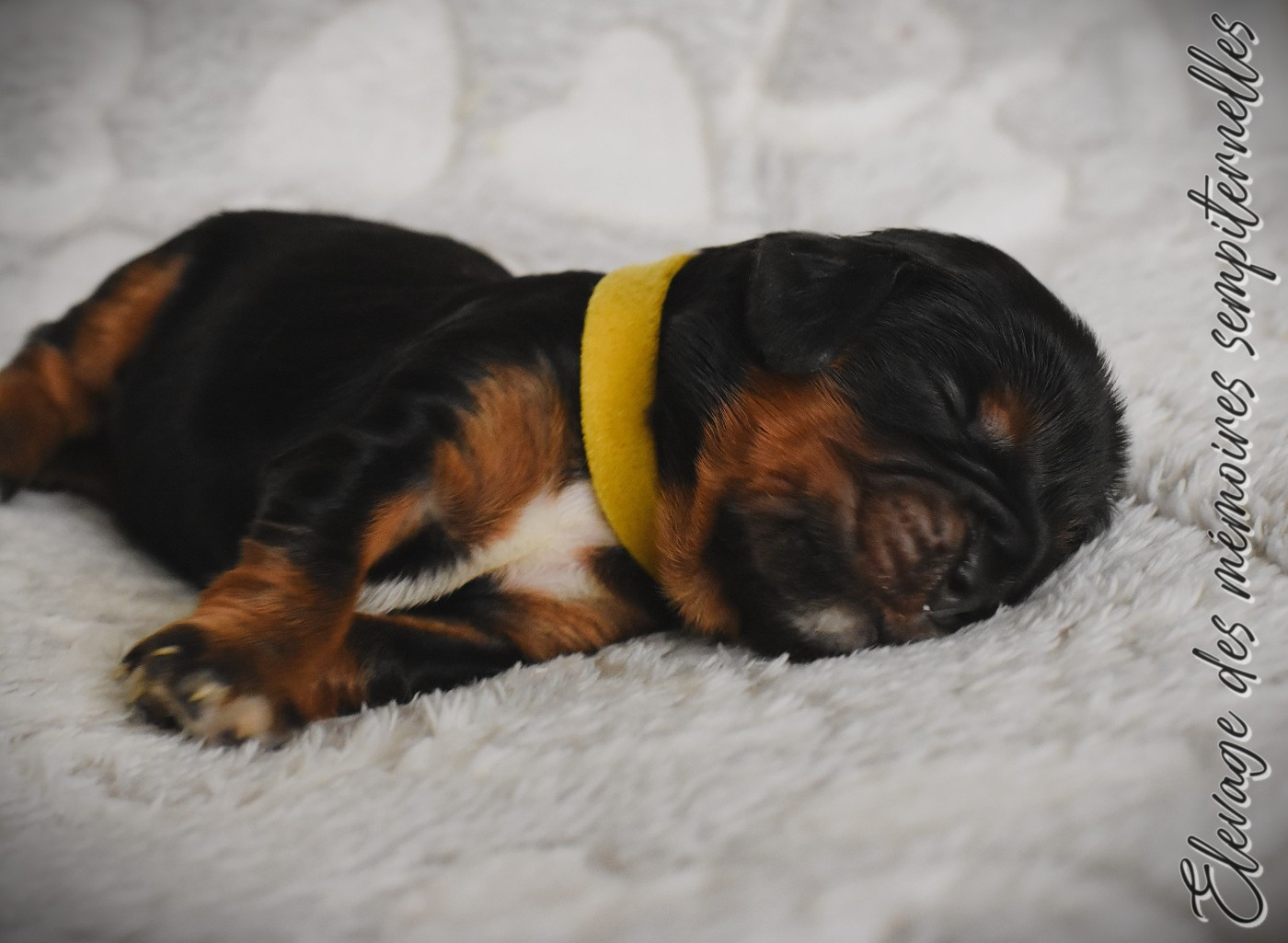 des Mémoires Sempiternelles - Chiots disponibles - Cavalier King Charles Spaniel