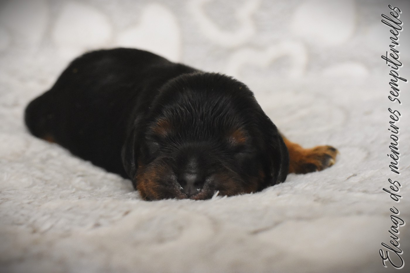 des Mémoires Sempiternelles - Chiots disponibles - Cavalier King Charles Spaniel