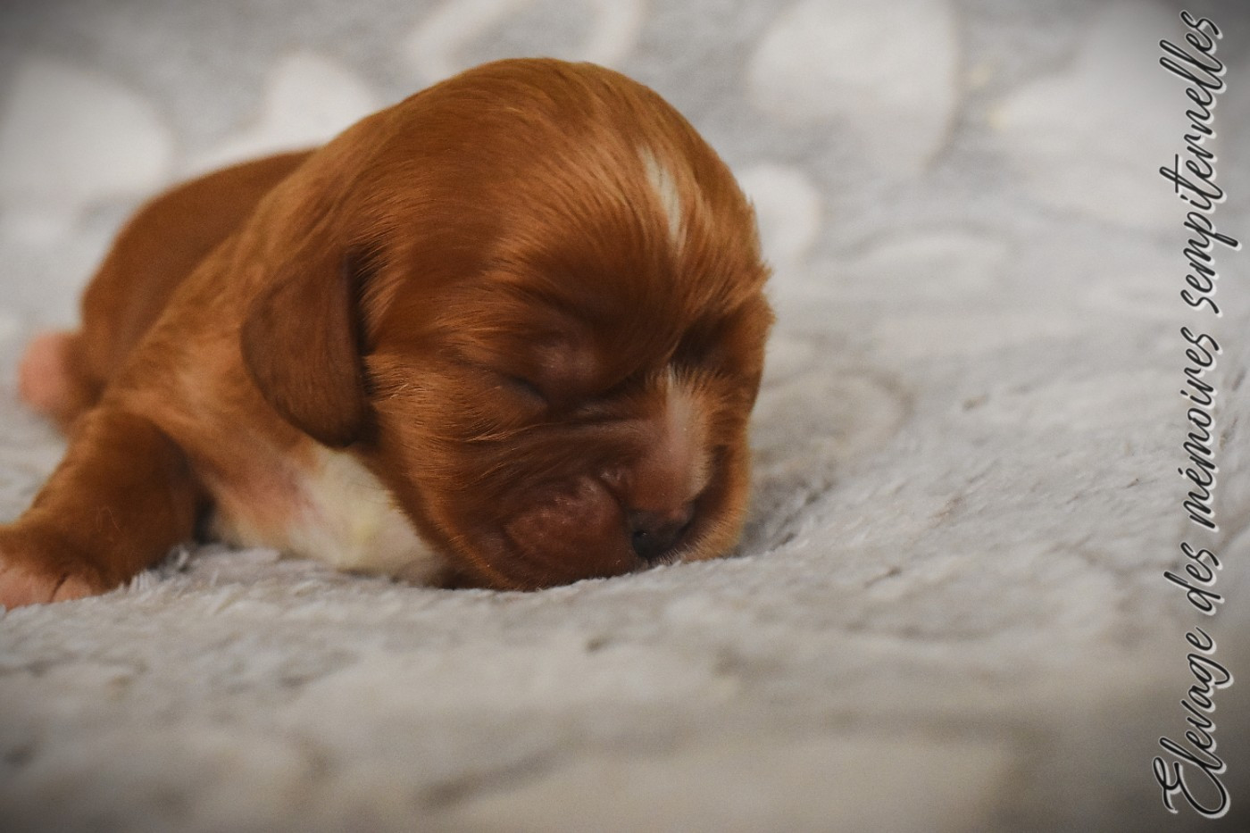 des Mémoires Sempiternelles - Chiots disponibles - Cavalier King Charles Spaniel