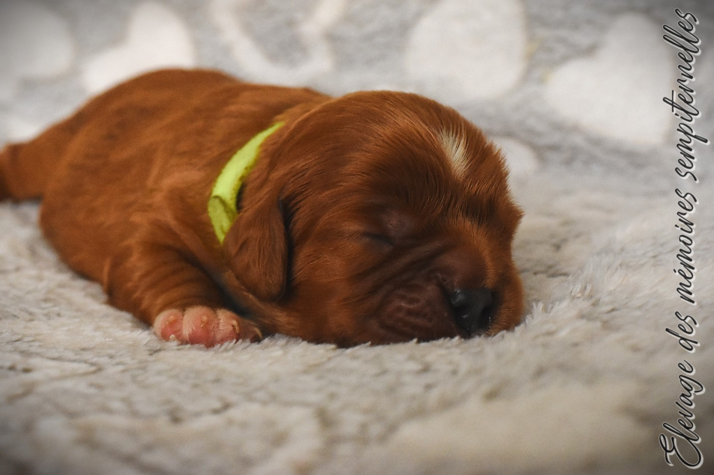 des Mémoires Sempiternelles - Chiots disponibles - Cavalier King Charles Spaniel