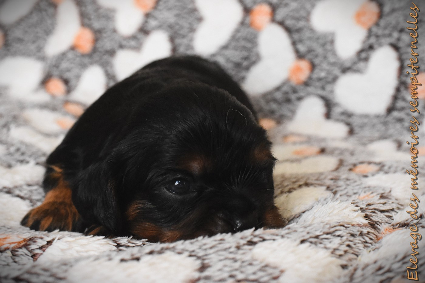 des Mémoires Sempiternelles - Chiots disponibles - Cavalier King Charles Spaniel