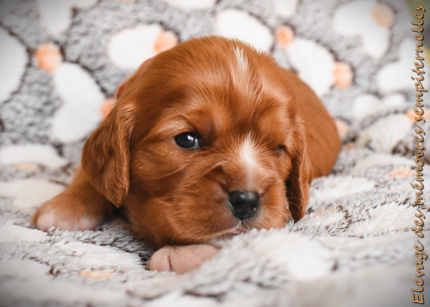 des Mémoires Sempiternelles - Chiots disponibles - Cavalier King Charles Spaniel