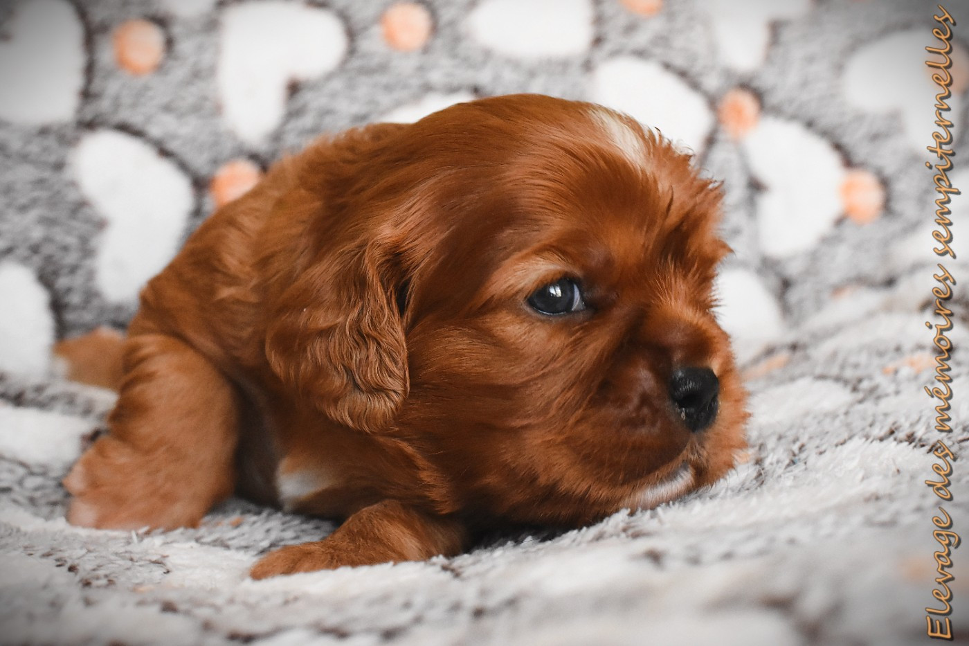 des Mémoires Sempiternelles - Chiots disponibles - Cavalier King Charles Spaniel