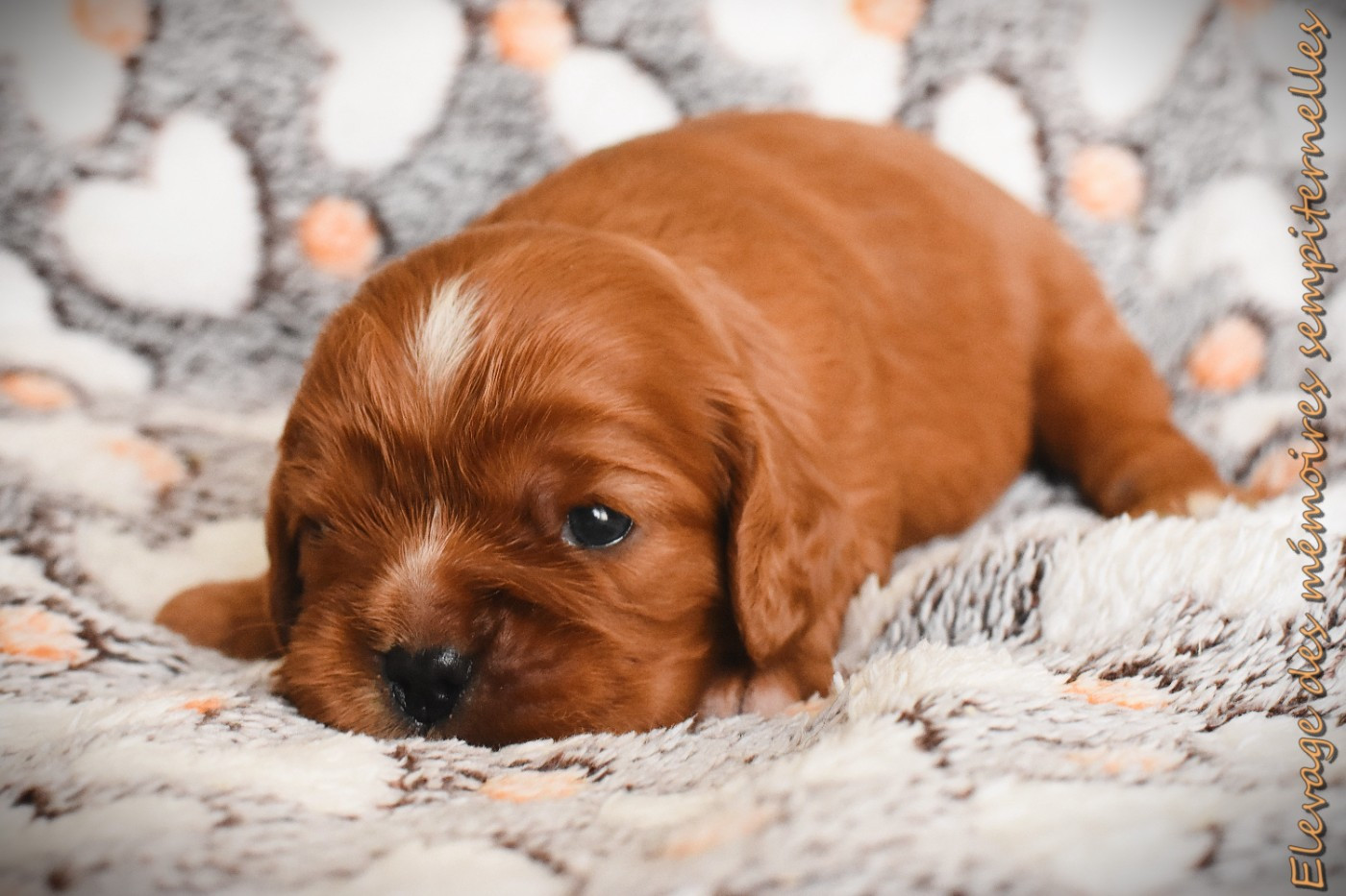 des Mémoires Sempiternelles - Chiots disponibles - Cavalier King Charles Spaniel