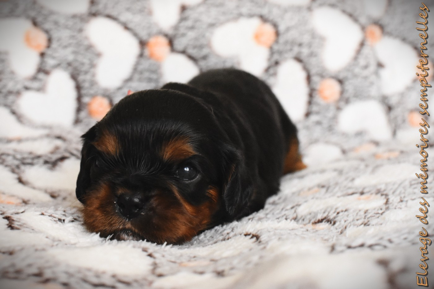 des Mémoires Sempiternelles - Chiots disponibles - Cavalier King Charles Spaniel