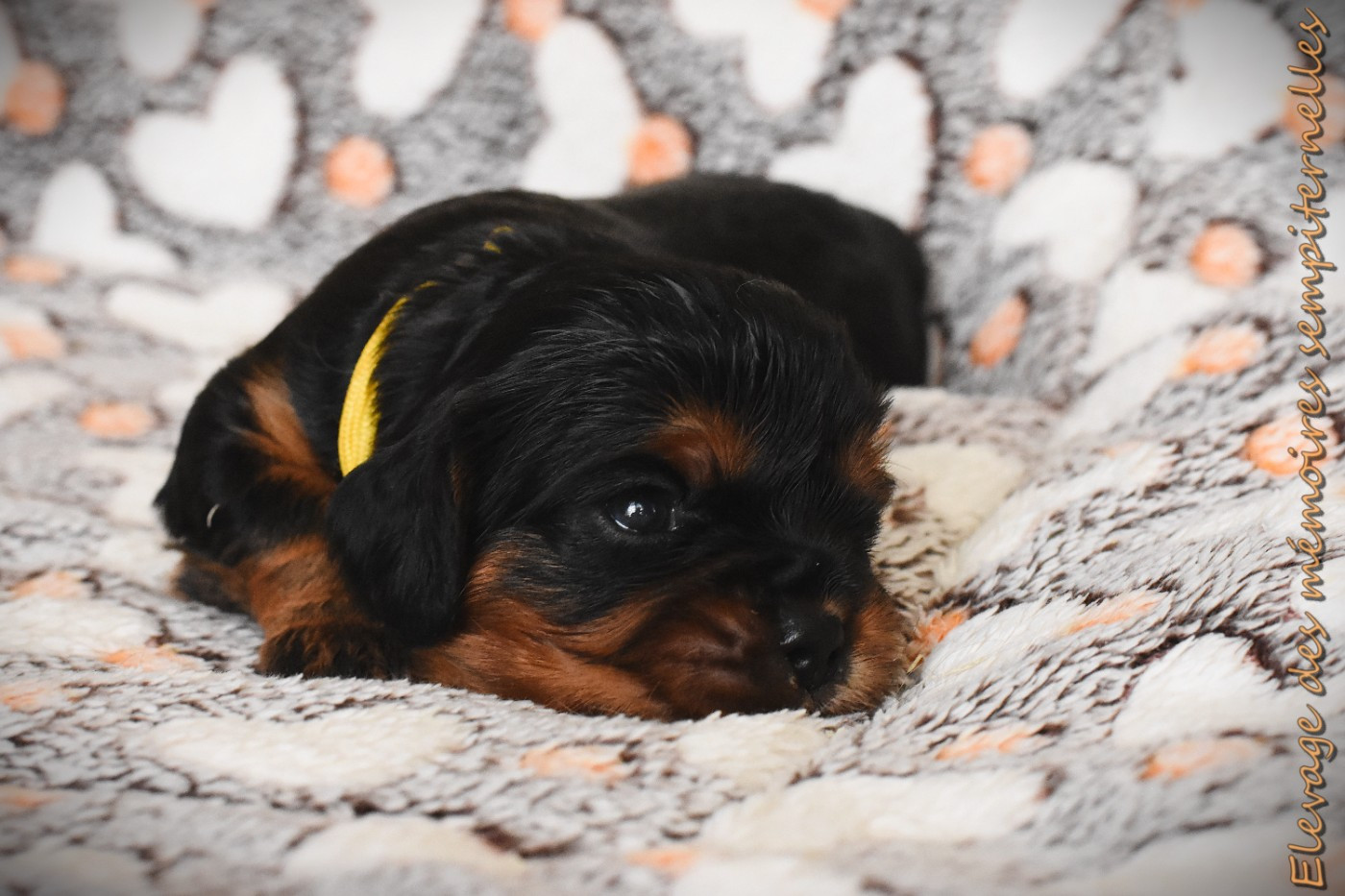 des Mémoires Sempiternelles - Chiots disponibles - Cavalier King Charles Spaniel