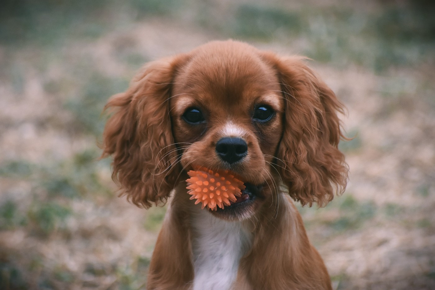 des Mémoires Sempiternelles - Chiots disponibles - Cavalier King Charles Spaniel