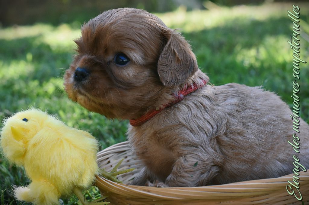 des Mémoires Sempiternelles - Chiots disponibles - Cavalier King Charles Spaniel