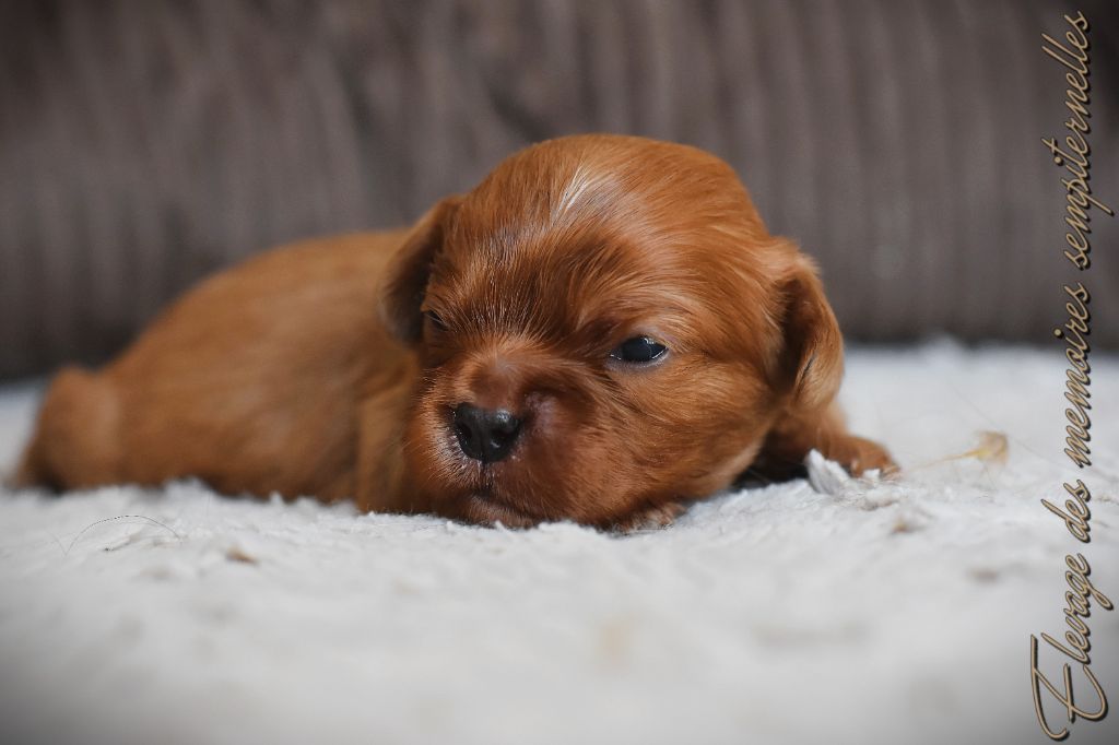 des Mémoires Sempiternelles - Chiots disponibles - Cavalier King Charles Spaniel
