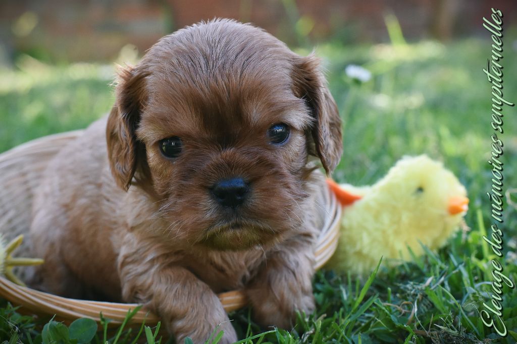 des Mémoires Sempiternelles - Chiots disponibles - Cavalier King Charles Spaniel