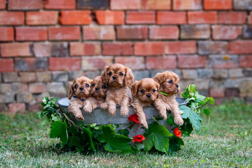 des Mémoires Sempiternelles - Cavalier King Charles Spaniel - Portée née le 10/04/2025