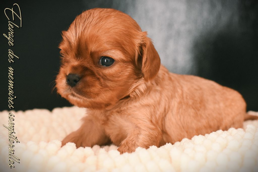 des Mémoires Sempiternelles - Chiots disponibles - Cavalier King Charles Spaniel